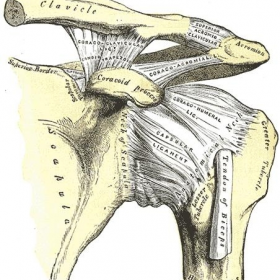 Drawing of normal coracoclavicular ligament (conoid and trapezoid ligaments)