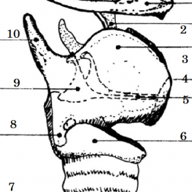 1: Hyoid bone; 2: Epiglottis; 3: Thyroid cartilage; 4: Laryngeal prominence; 5: Vocal cords; 6: Cricoid cartilage; 7: Trachea